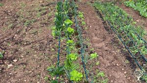 Masía histórica en el Parque del Montseny, a 1hr de Barcelona. Agricultura regenerativa y Sintropia