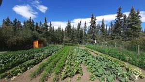 Market Garden, Plant Nursery