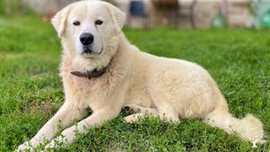 One of our dogs, this is Vesper