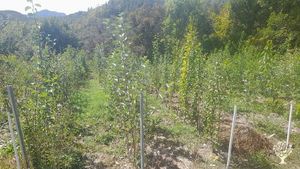Pépinière d'arbres fruitiers et récolte de fruits de vergers anciens