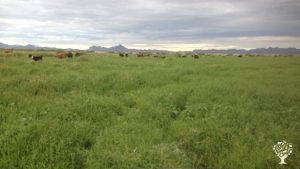 Desert ranch of southwest New Mexico