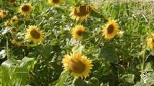 Alternative co-operative community, Family home and garden - rural, Educational Centre, Homestead