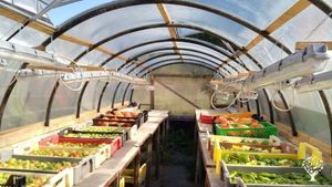 Junges Gemüse ist eine kleine Market - Garden - Vielfaltsgärtnerei mit Lernbauernhof!