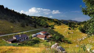 Allevamento bovini, Azienda agricola