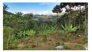 Family home and garden - rural, Homestead, Livestock Farm, Orchard, Mixed Farm, Farm, Family farm