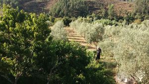 Permaculture homestead in Central Portugal