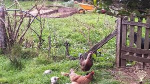 Gallinas conversando