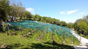Coltivazione di frutti di bosco, bioedilizia, vita di montagna