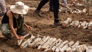 Preparing the area to plant