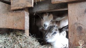 Family home and garden - rural
