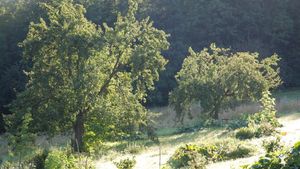 Hvozd - Merboltice 95