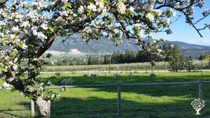 Sheep on the pasture in spring.