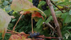 Vineyard, Family farm