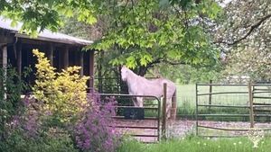 Beautiful 17-acre farm near Corvallis, OR 🍓🍓🍓