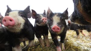 Regenerative, organic, pigs, chickens, cows and vegetables, located in the wilderness of Alberta