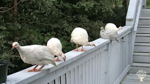 Small diverse intentional community of nature & music lovers and have camping, wildlife, and more!