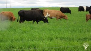 Regenerative farm with sheep, beef, chicken and hens. On farm wool prosesing.