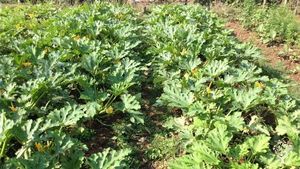 Remote Organic and Permaculture Farm