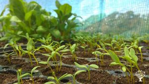 Communal Living Group, Family home and garden - rural, Family farm, Community farm