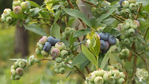 blueberries ripening