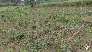 A patron of organic farming and a former tea planter has a beautiful bungalow with a nice homestead