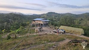 Cocoa plantation farm, livestock care, dairy production, has several fruit plants that complement th