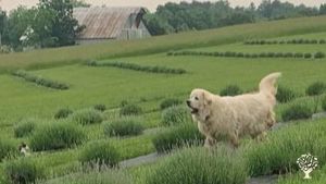 Lavender and herb farm