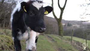 Mixed Cumbrian farm