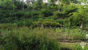 The forest garden has four levels and a small pond. There are 30-40 species.