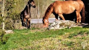 Natural horse breeding, organic vegetable growing and small-scale forestry.