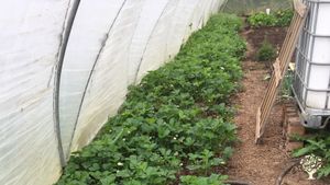 We are a very small CSA-farm and produce vegetables (90%) and fruits and berries (10%).