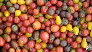 Small scale organic vegtable farm