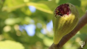 Nous partageons les fruits avec tous les habitants !