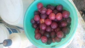 Family home and garden - rural