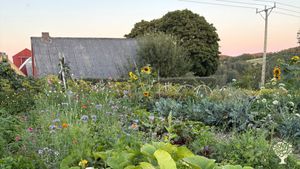 Organic farm with cows, sheep and pigs and a market garden. Farm shop, charcuterie and restaurant.