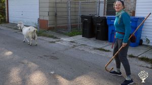 A rare farm in the city of Chicago, GlennArt Farm provides experiences with goats, sustainability
