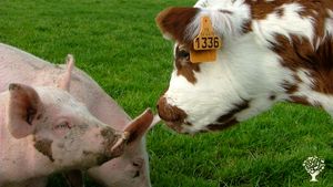 Ferme pédagogique et activité d'élevage et cidricole