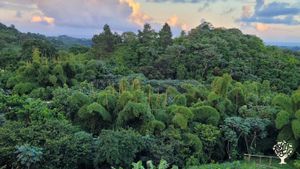 Farming the hills under the tropical sun (farming zone 12+)