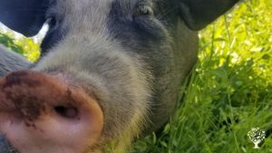 Regenerative farming in the mountains of Northern BC