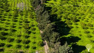Azienza agricola nella costa nord-est siciliana. Produciamo prevalentemente agrumi