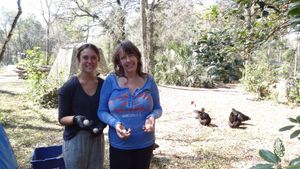 Collecting Organic Eggs