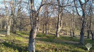 Allevamento bovini, Ranch di cavalli, Allevamento di bestiame, Fattoria di famiglia