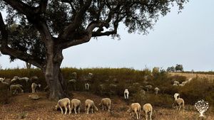Regenerative grazing farm in Alentejo