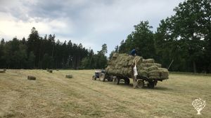 Mixed Farm