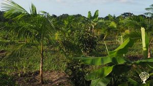 Elevage de poules, potager et plantation d'AçaÏ, Macaxeira inspiré de la forme syntropique