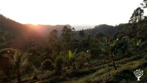 Syntropic agriculture farm/Reforestation project.