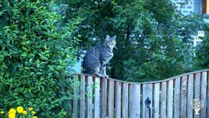 Smallholding, Horse Ranch, Livestock Farm, Farm, Family farm