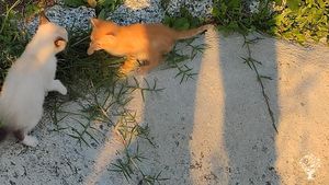 Looking for dreamers and doers for a stay on a farm located in a Mediterranean oak forest, Portugal