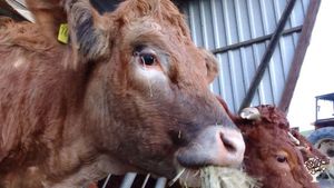 Puschel - eine der Kühe mit lebenslangem Bleiberecht