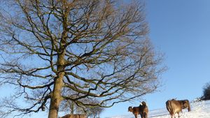Livestock Farm, Farm, Community farm